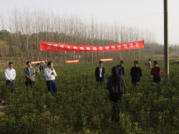 浉河區(qū)茶葉種植生產(chǎn)現(xiàn)場觀摩會