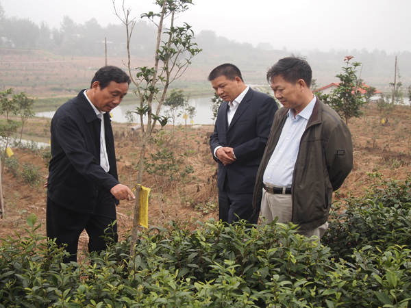 市人大副主任尹保斌到基地視察茶葉生物病蟲害防治情況