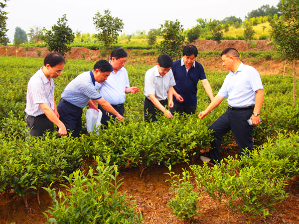農(nóng)業(yè)部專家組一行蒞臨廣義國家級茶葉標(biāo)準(zhǔn)園檢查指導(dǎo)